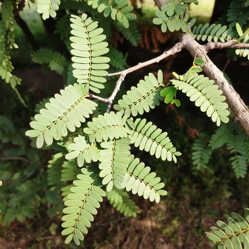 Tamarind