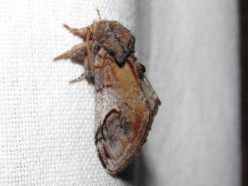 Pebble Prominent