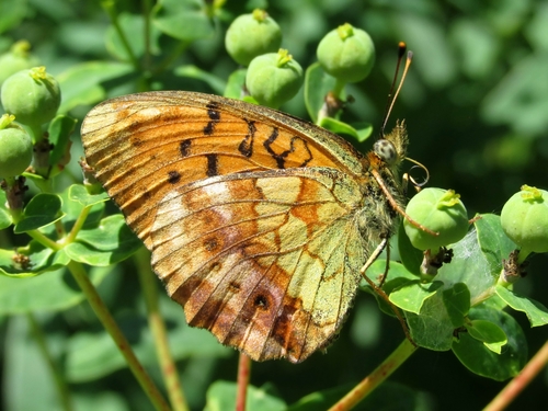 Marbled Fritillary