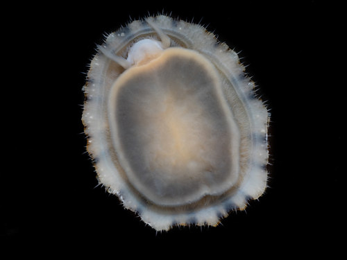 Black-footed Limpet