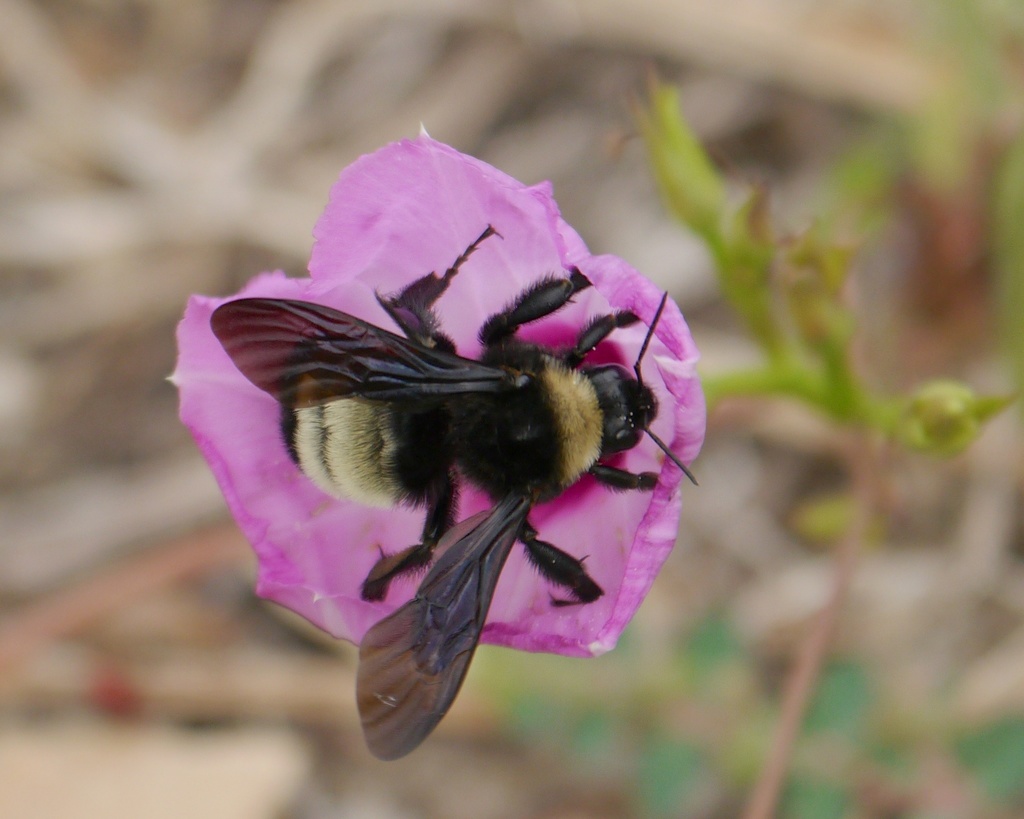 Sonoran Bumble Bee (University of Arizona Pollinator Field Guide) ·  iNaturalist, Bumble Bee