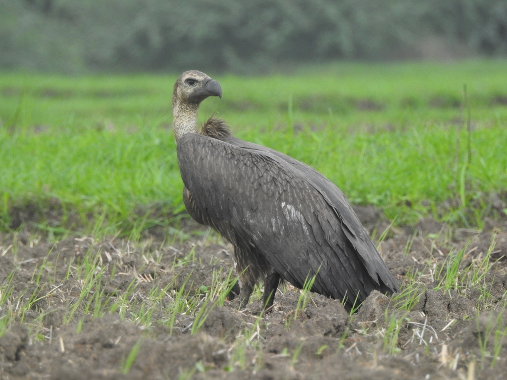 Indian Vulture photo