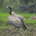 Indian Vulture - Photo (c) Vishal Mistry, all rights reserved, uploaded by Vishal Mistry