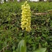 Orchis pallens - Photo (c) Phil, όλα τα δικαιώματα διατηρούνται, uploaded by Phil