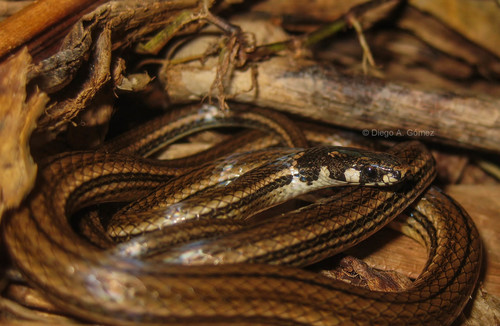 Black-headed Snake