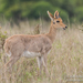 Mountain Reedbuck - Photo (c) Robin James, all rights reserved, uploaded by Robin James