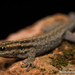 Mount Kenya Dwarf Gecko - Photo (c) Robin James, all rights reserved, uploaded by Robin James
