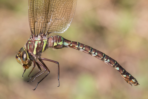 Shadow Darner