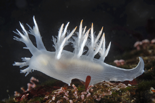 White Dendronotus