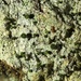 Calicium adspersum - Photo (c) dieterh, todos los derechos reservados, subido por dieterh