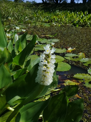 Pontederia parviflora