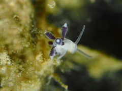 Tergipes tergipes image