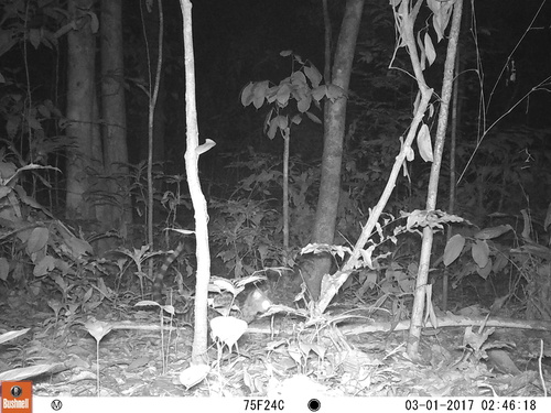 Gabon Servaline Genet