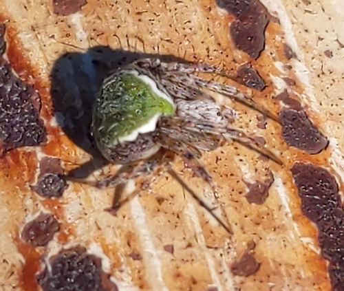 Araneus detrimentosus