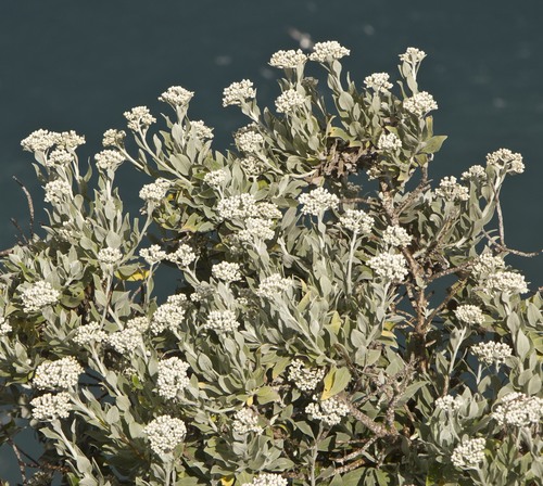 Helichrysum melaleucum