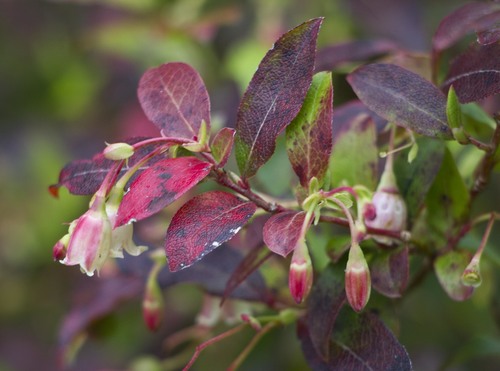 Madeira blueberry