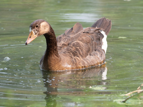 Greylag × Canada Goose hybrid