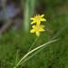 Yellow Star Grass - Photo (c) Eric Hunt, all rights reserved