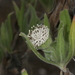 Scalesia villosa - Photo (c) Terry Gosliner, todos os direitos reservados, uploaded by Terry Gosliner