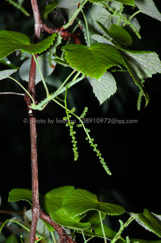 Vitis davidii