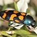 Castiarina bicolor - Photo (c) Martin Lagerwey, all rights reserved, uploaded by Martin Lagerwey