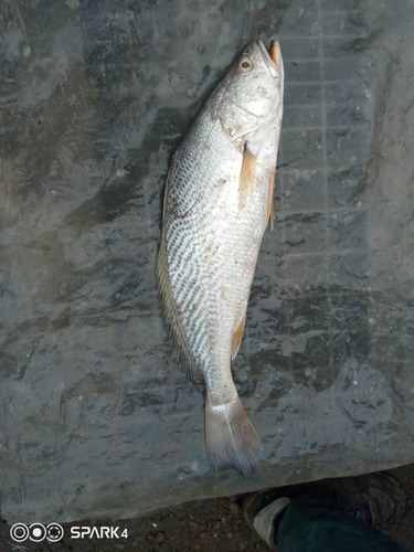 Law Croaker