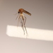 Aedes procax - Photo (c) Cameron Webb, כל הזכויות שמורות, הועלה על ידי Cameron Webb
