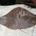 Séret's Butterfly Ray - Photo (c) Siren Sighting Network_AMMCO, all rights reserved, uploaded by Siren Sighting Network_AMMCO