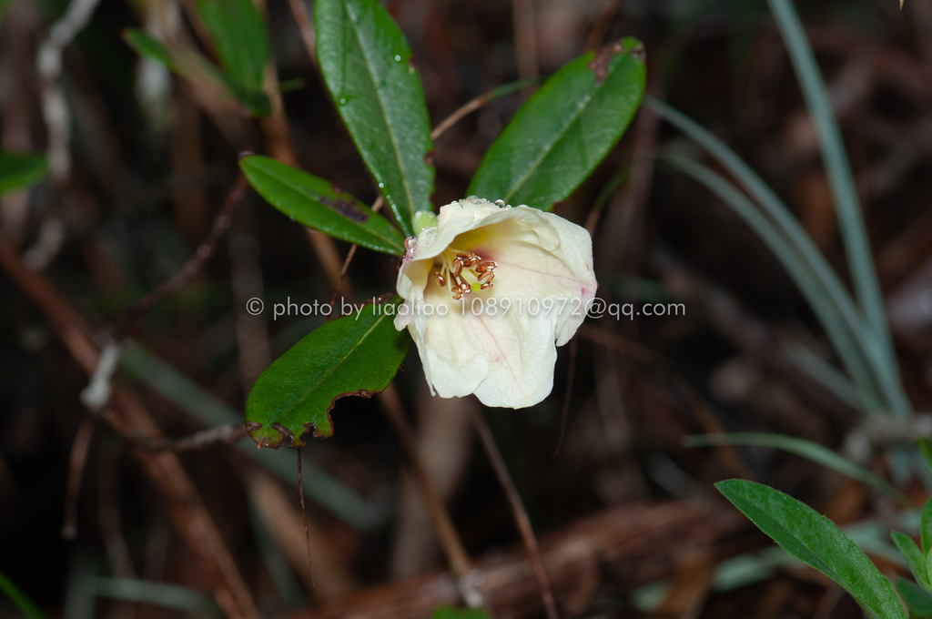 Rhododendron levinei (Rhododendron levinei)