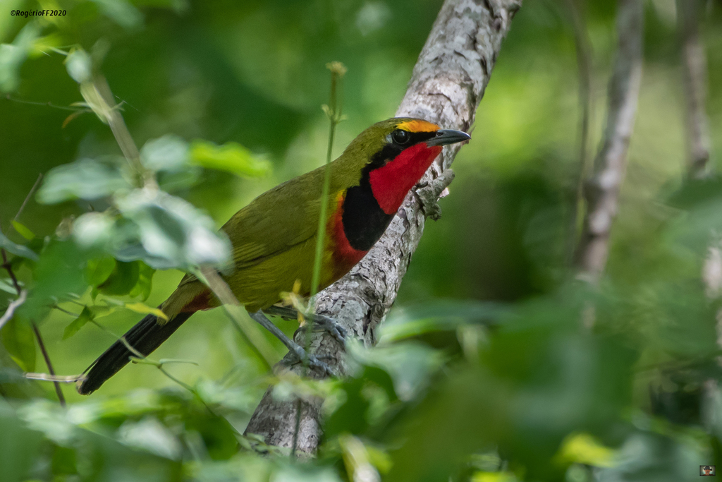 Four-colored Bushshrike photo