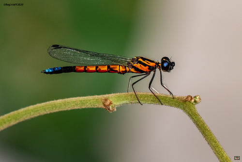 Platycypha rufitibia