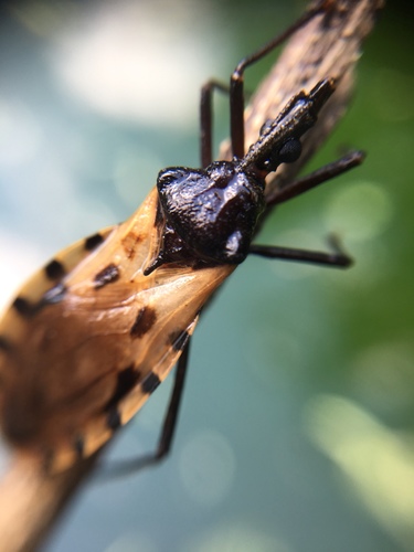 Triatoma dimidiata
