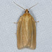 Clemens' Clepsis Moth - Photo (c) Michael King, all rights reserved, uploaded by Michael King