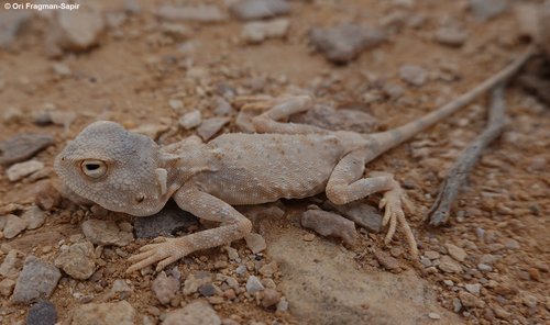 North Arabian Plain Agama