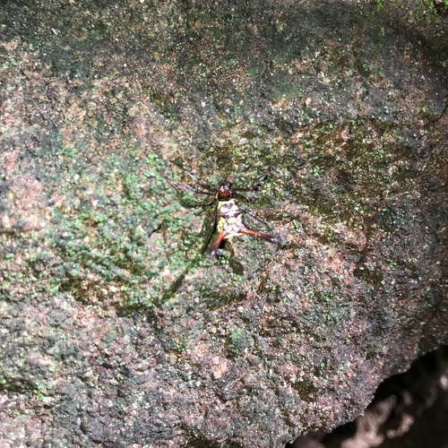 Micrathena forcipata