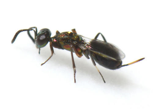 Eupelmus cynipidis