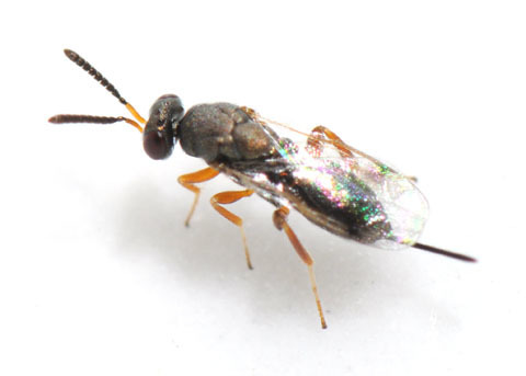 Torymus atriplicis