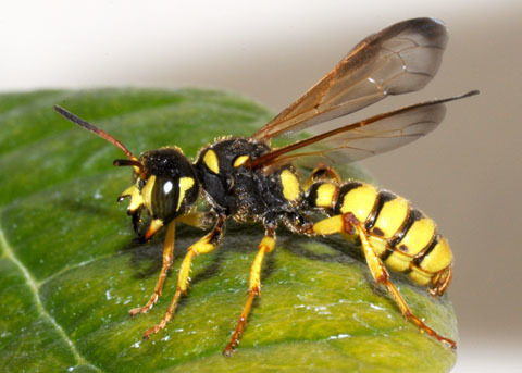 Grass-digger Wasp