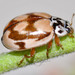 Painted Ladybird - Photo (c) pjbryant, all rights reserved, uploaded by pjbryant