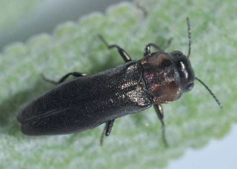 Oak beetle