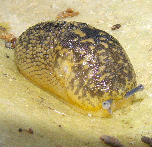 Yellow Cellar Slug
