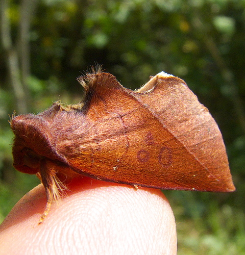 (Apela neobule)