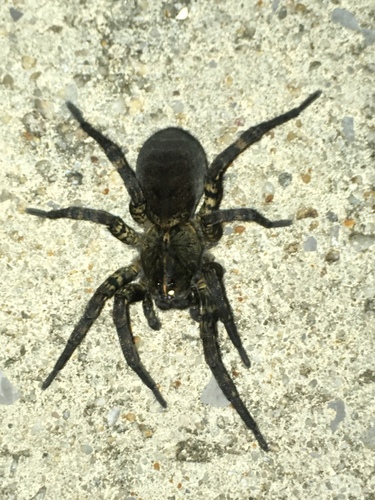 Woodland Giant Wolf Spider