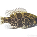 Rock Bass - Photo (c) Steven Wang, all rights reserved, uploaded by Steven Wang