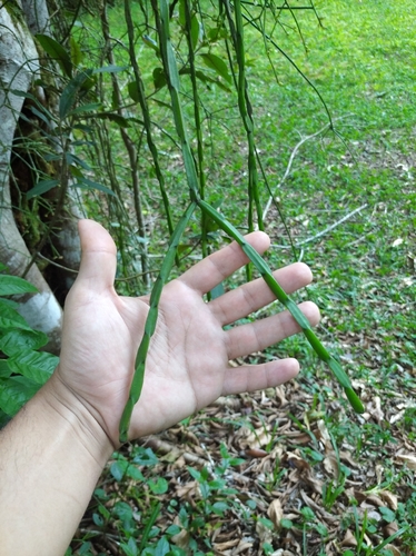 Rhipsalis pacheco-leonis