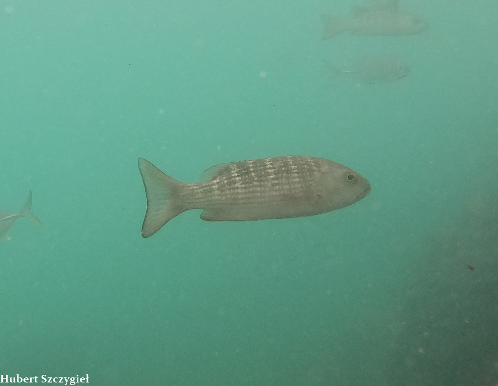 Scad Ball, Bait Ball of Mullet Snapper (Lutjanus aratus). Ball of