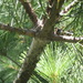 Cinara strobi - Photo (c) Medina County Park District, כל הזכויות שמורות, הועלה על ידי Medina County Park District