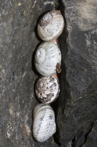 Leptaxis simia