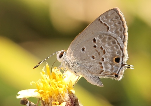 Mallow Scrub-Hairstreak