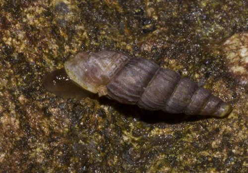 Boettgeria lowei